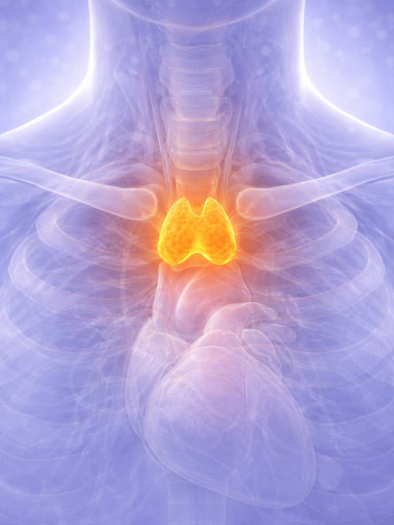 УЗИ вилочковой железы