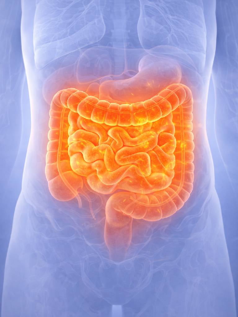 УЗИ органов брюшной полости