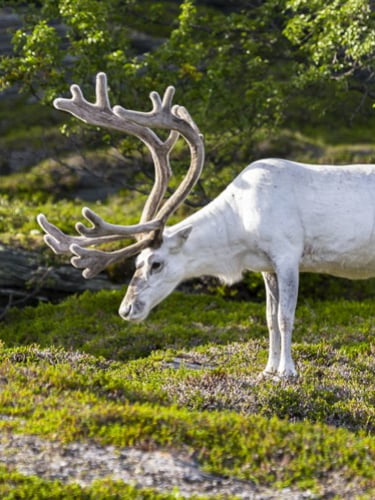 Квест на выбор