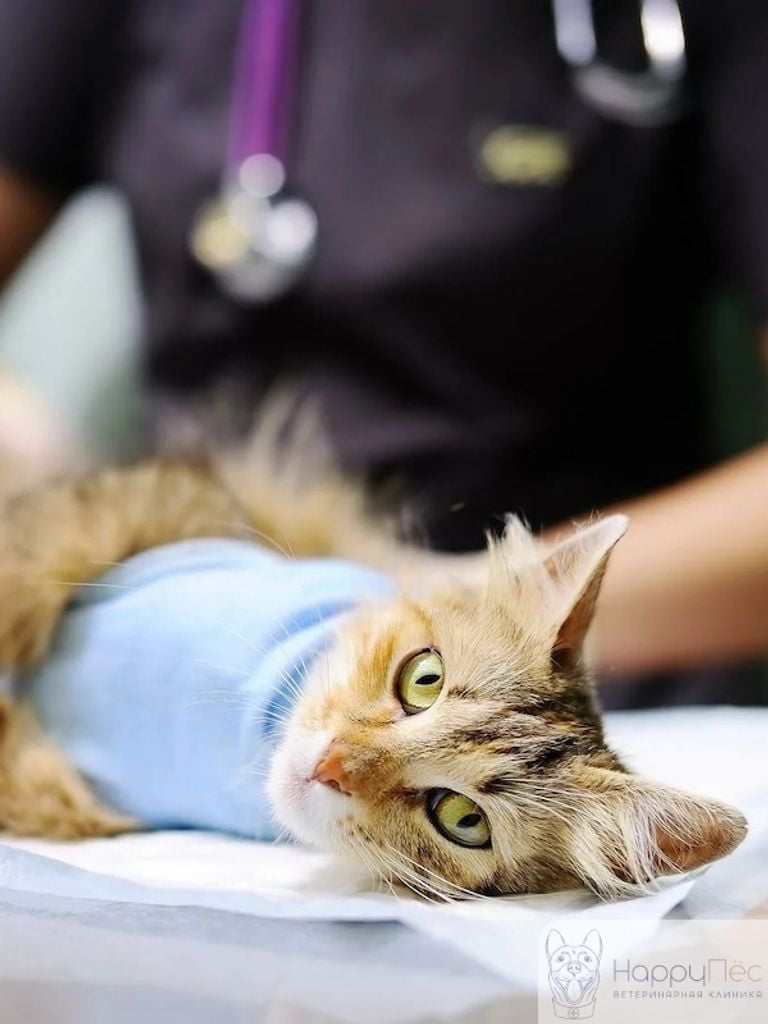 Кастрация и стерилизация животных