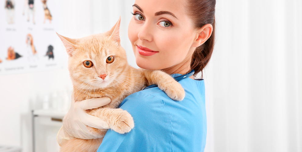 на кастрацию кота