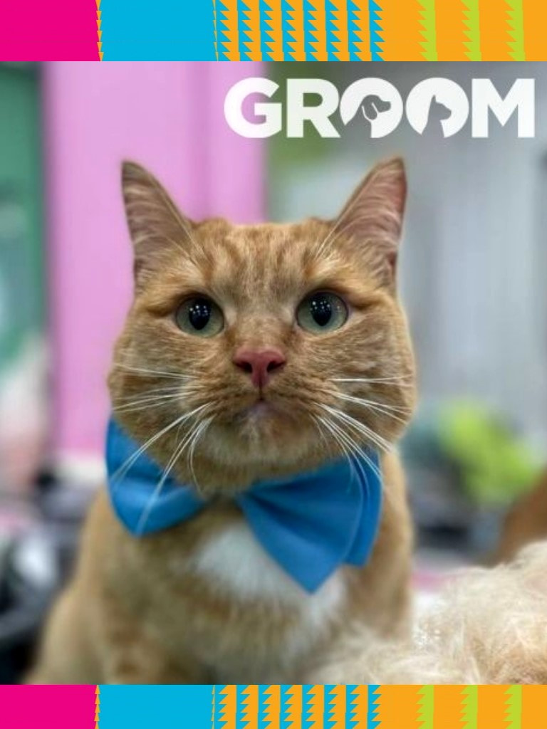 Услуги груминга, при посещении 1 раз в месяц (для кошек)