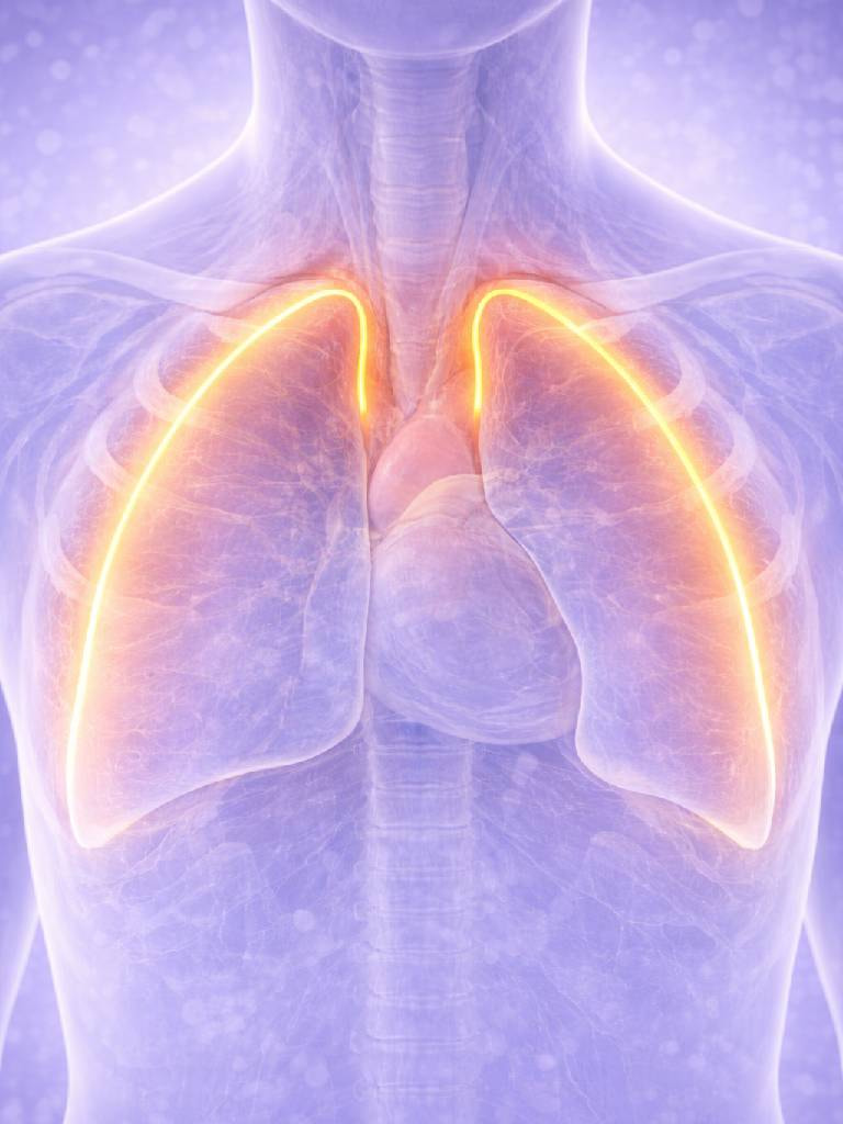 УЗИ плевральных полостей