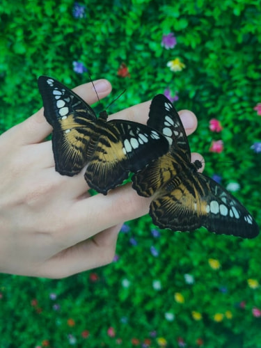 Детский билет на выставку бабочек, будни