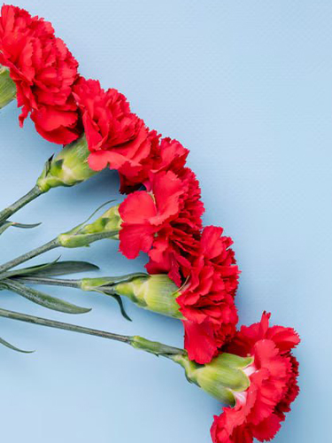 Гвоздики на «День Победы»