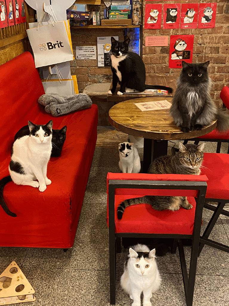 Посещение котокафе с поминутной оплатой