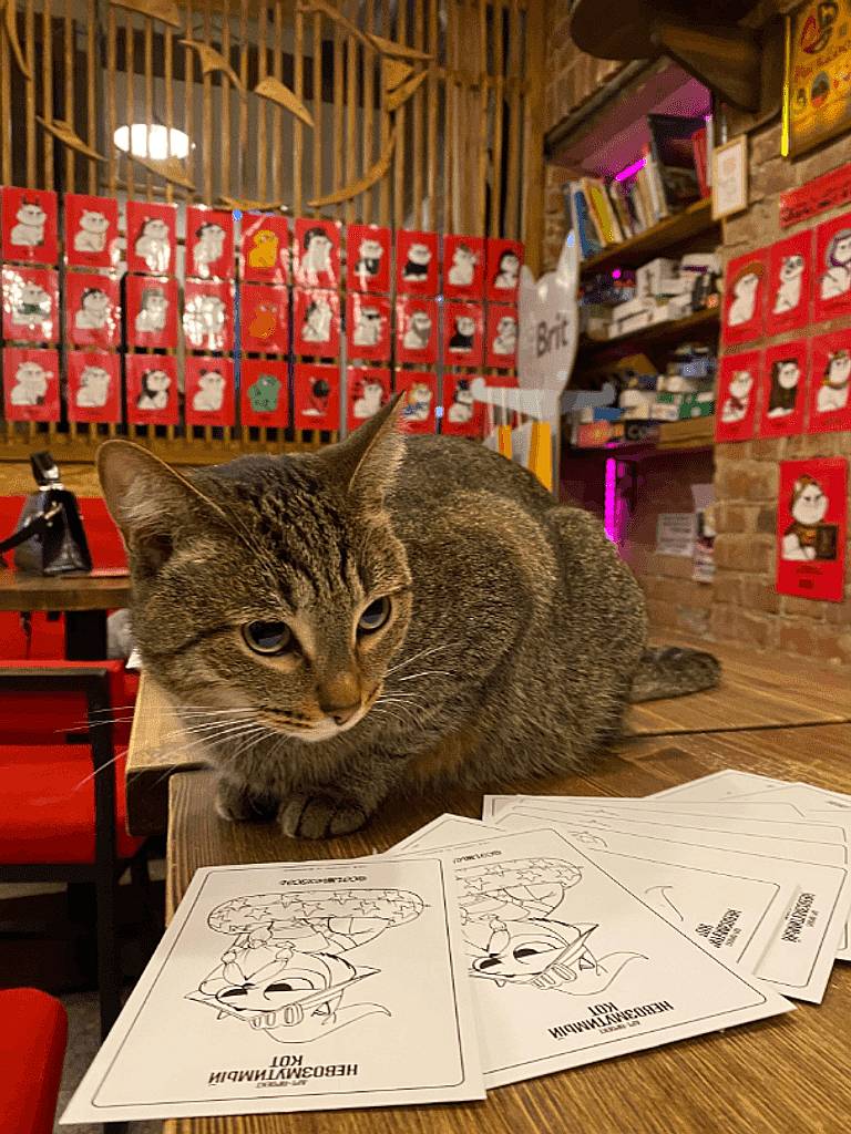 Котики навсегда - тариф без ограничения по времени