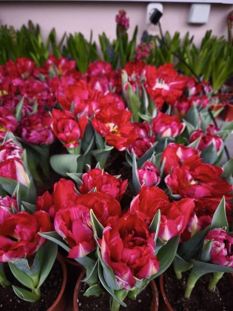 Билет на фестиваль «Дыхание весны»