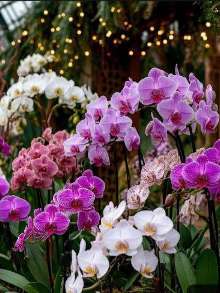 Билет на фестиваль орхидей в Дендропарке