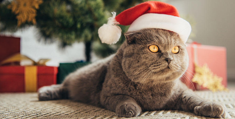 на стерилизацию кошки