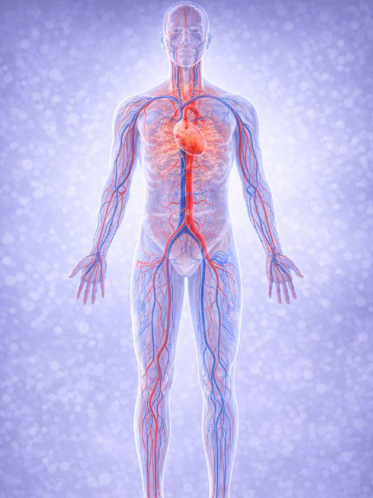 УЗИ сосудов