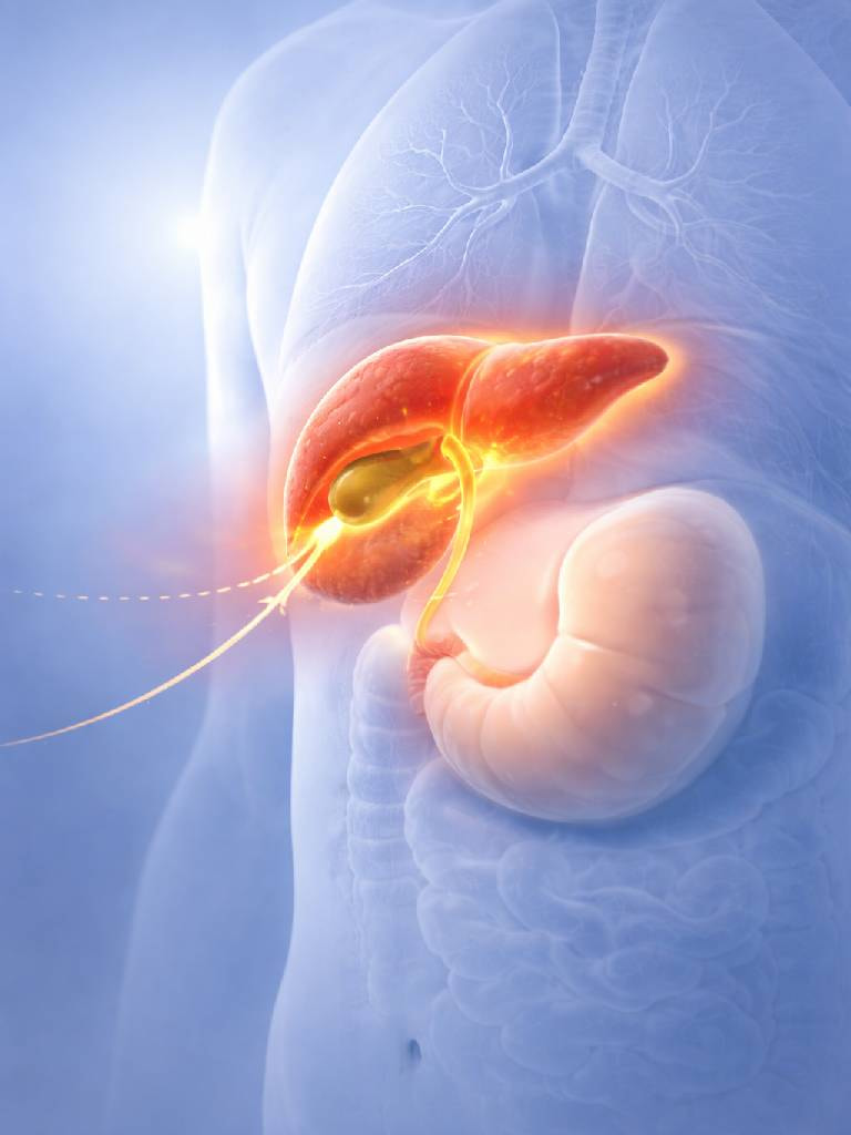 УЗИ функции желчного пузыря