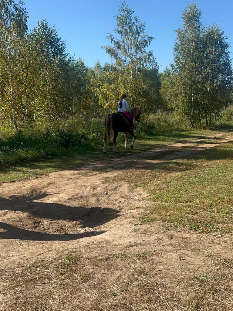 Конная прогулка по лесу для 1 человека, 1 ч.