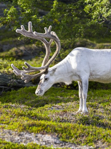 Фотосессия с животными