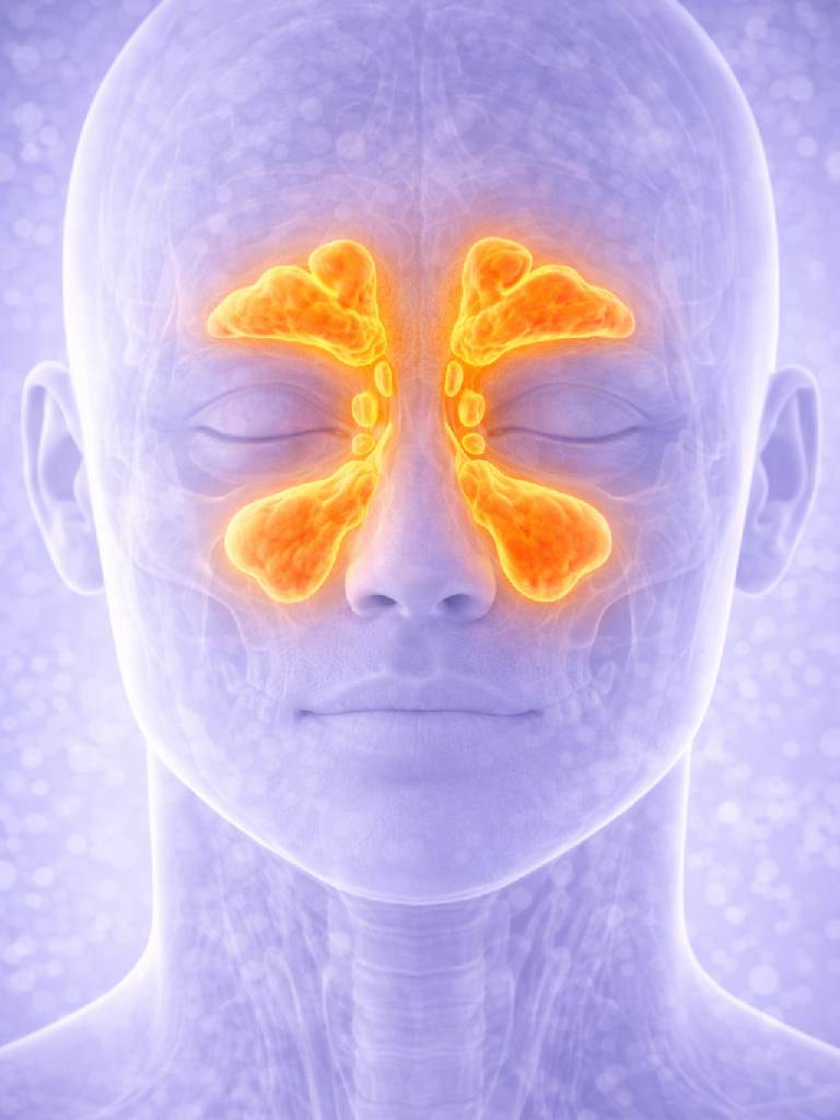 УЗИ придаточных пазух носа