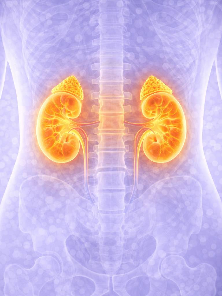 УЗИ почек и надпочечников